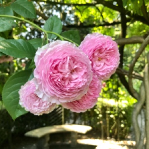 Artists in a Rose Garden