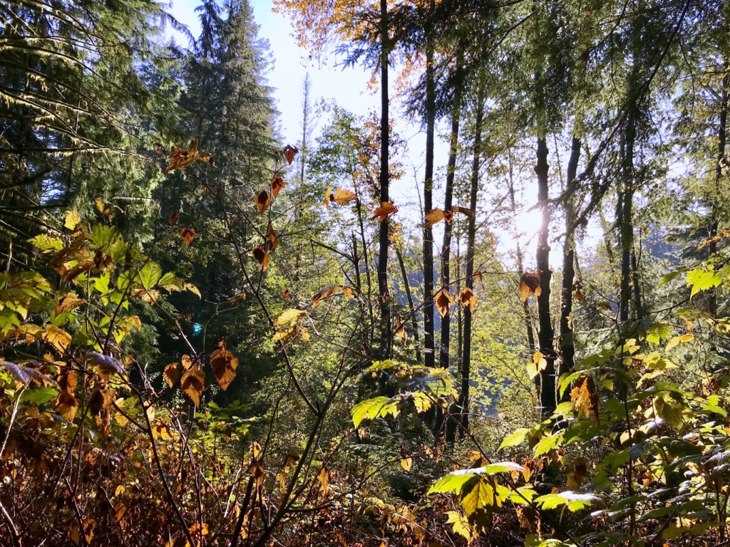 Forest in Autumn  sunshine 